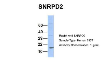 SNRPD2 Antibody