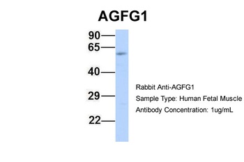 AGFG1 Antibody