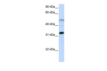 EIF3G Antibody