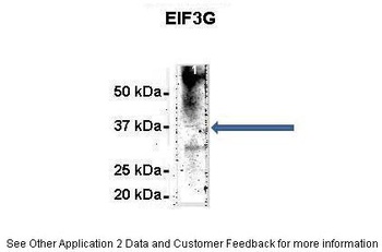 EIF3G Antibody