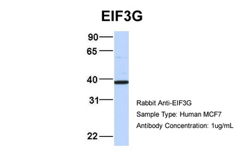 EIF3G Antibody