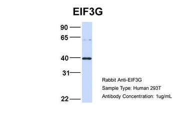 EIF3G Antibody