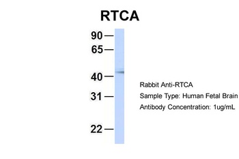 RTCA Antibody