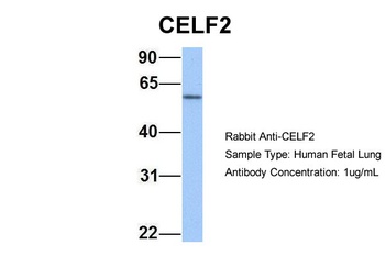 CUGBP2 Antibody