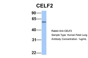 CELF2 Antibody