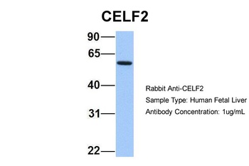CELF2 Antibody