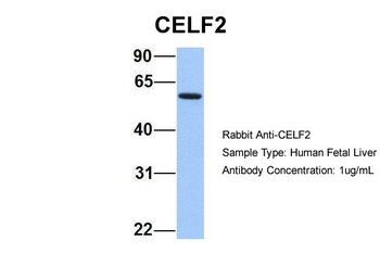 CUGBP2 Antibody
