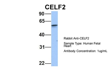 CUGBP2 Antibody