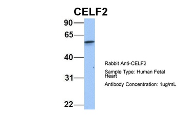 CELF2 Antibody