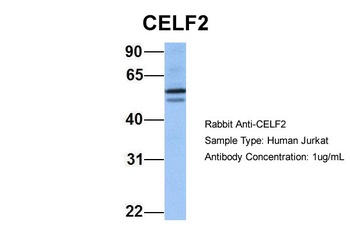 CUGBP2 Antibody