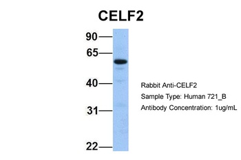 CUGBP2 Antibody
