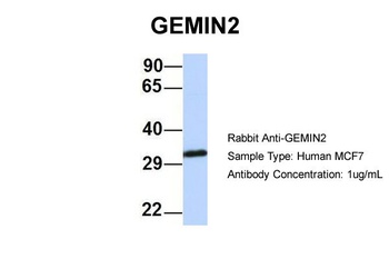 GEMIN2 Antibody