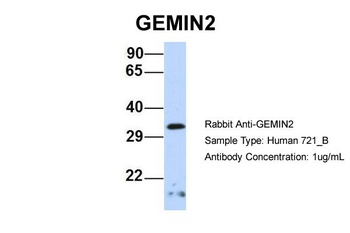 GEMIN2 Antibody