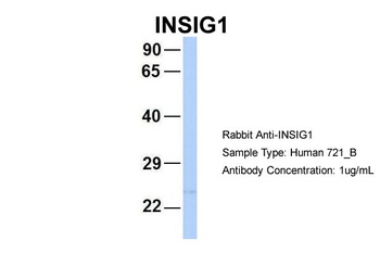 INSIG2 Antibody