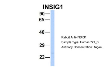 INSIG1 Antibody