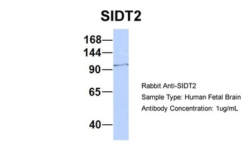 SIDT2 Antibody