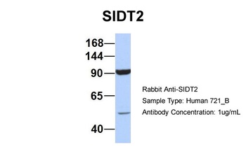 SIDT2 Antibody