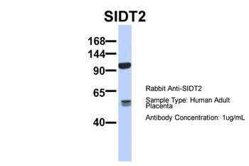 SIDT2 Antibody