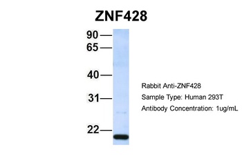 ZNF428 Antibody