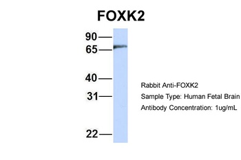 FOXK2 Antibody