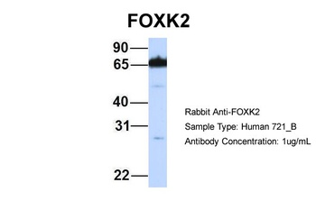 FOXK2 Antibody