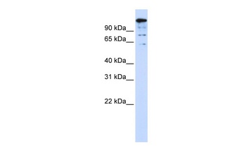 BACH2 Antibody