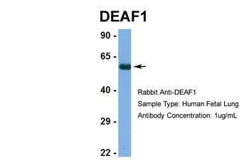 DEAF1 Antibody