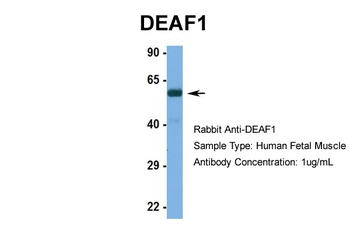 DEAF1 Antibody