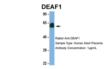 DEAF1 Antibody