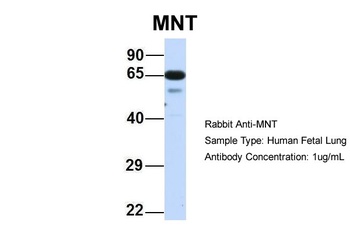 MNT Antibody