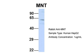 MNT Antibody