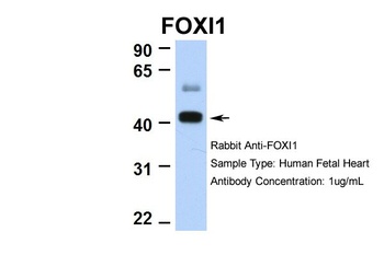 FOXI1 Antibody