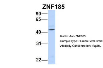 ZNF185 Antibody