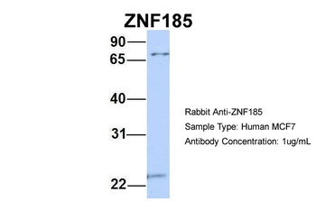 ZNF185 Antibody