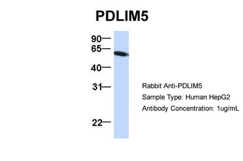 PDLIM5 Antibody