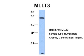 MLLT3 Antibody