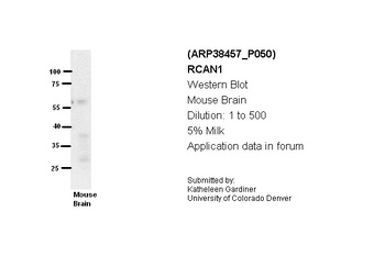 RCAN1 Antibody