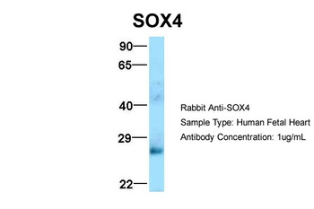 SOX4 Antibody