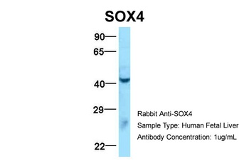 SOX4 Antibody
