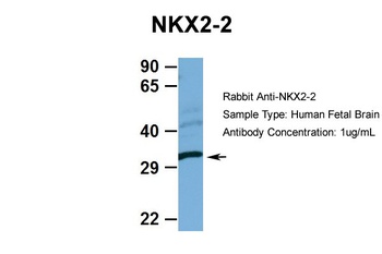 NKX2-2 Antibody