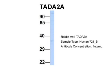 TADA2A Antibody