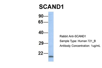 SCAND1 Antibody