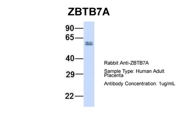 ZBTB7A Antibody