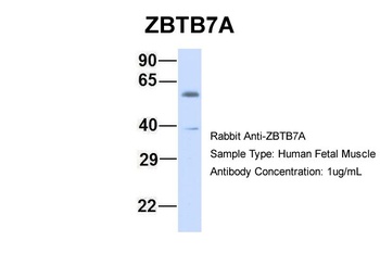 ZBTB7A Antibody