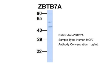 ZBTB7A Antibody