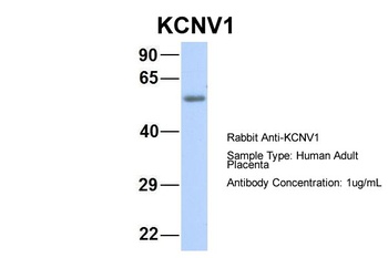 KCNV1 Antibody