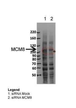 MCM8 Antibody