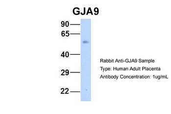 GJA9 Antibody