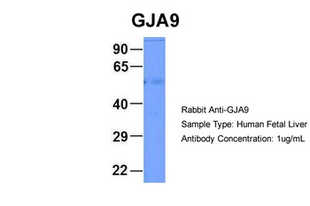 GJA9 Antibody