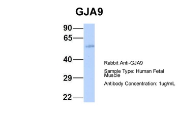 GJA9 Antibody